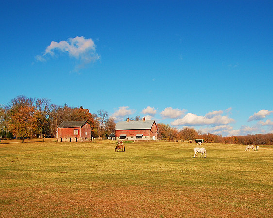 Peaceful Pasture